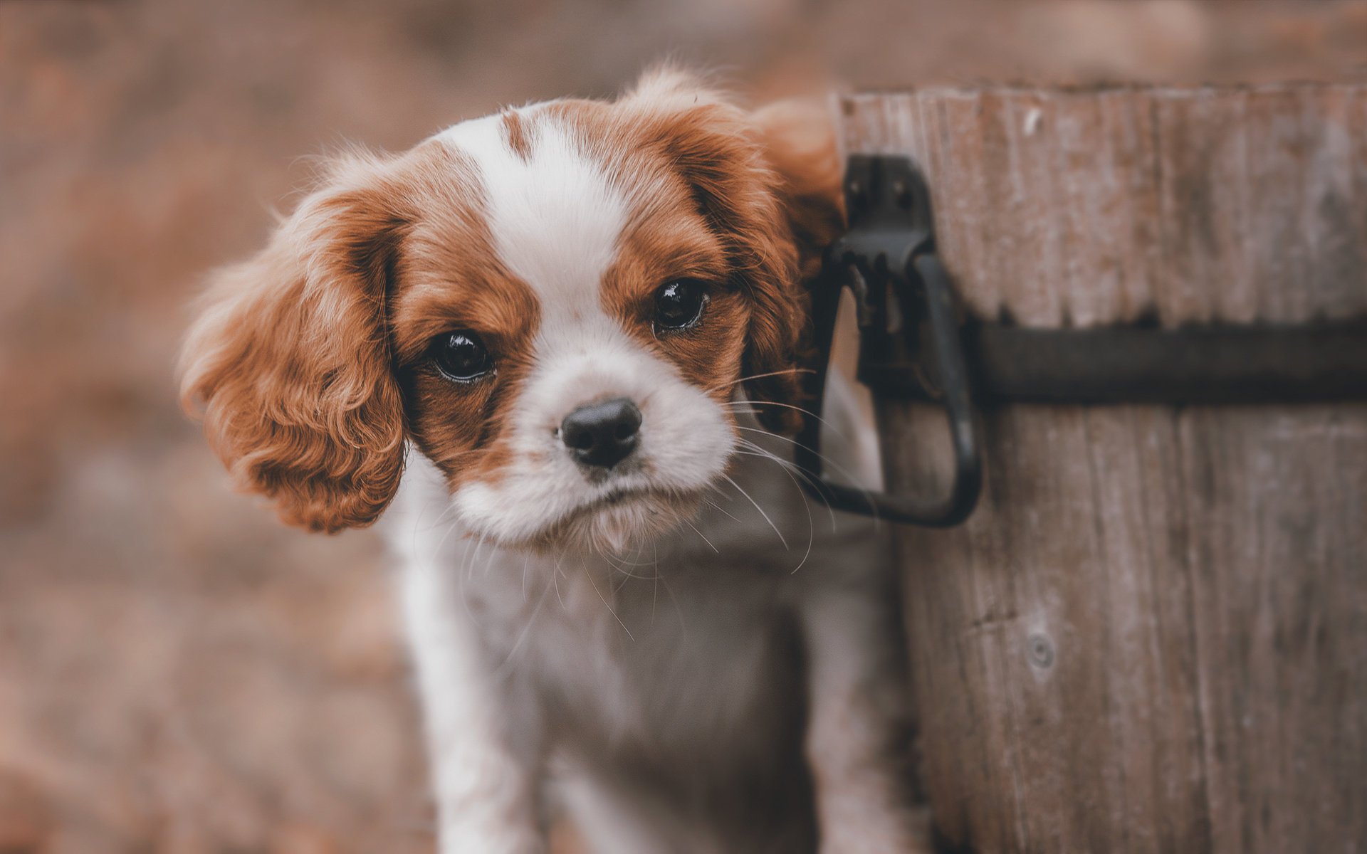 cane di legno secchio amico sguardo cucciolo