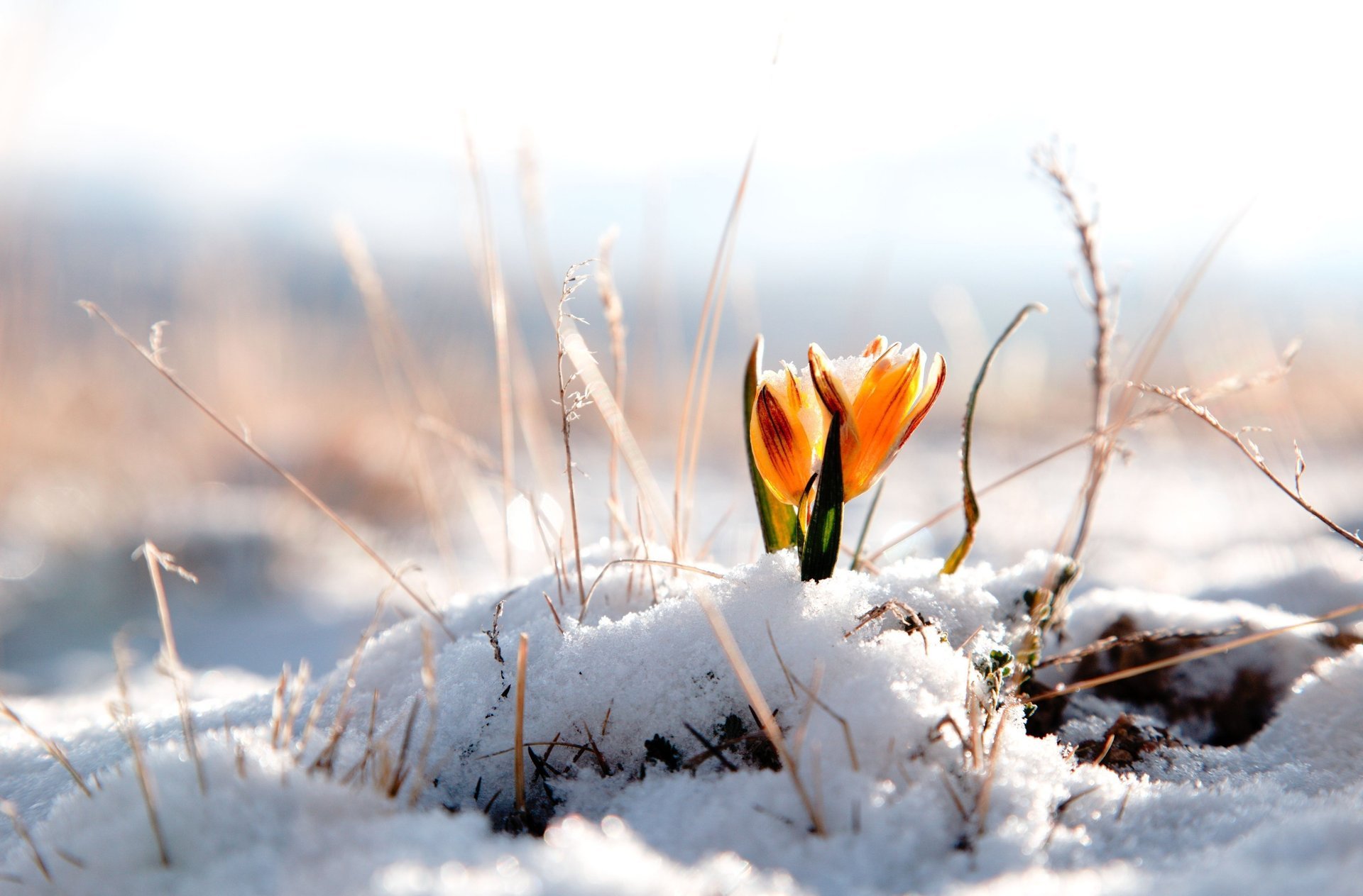 maintenant fleur fleur fleurs neige hiver fond hiver fond d écran