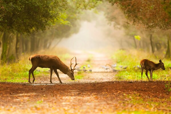 Hirschspaziergang im nebeligen Herbst durch den Wald