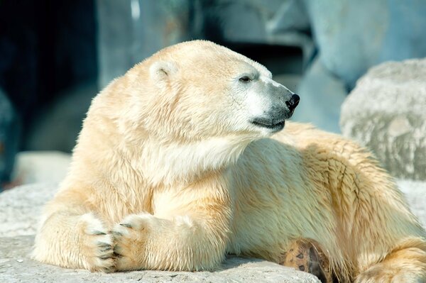 Ein weißer Eisbär liegt auf einem Stein