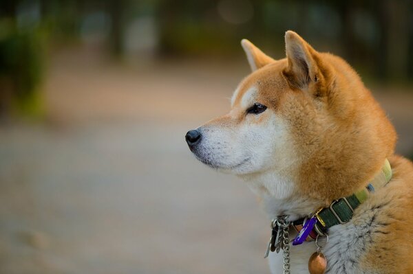 Perro con collar original