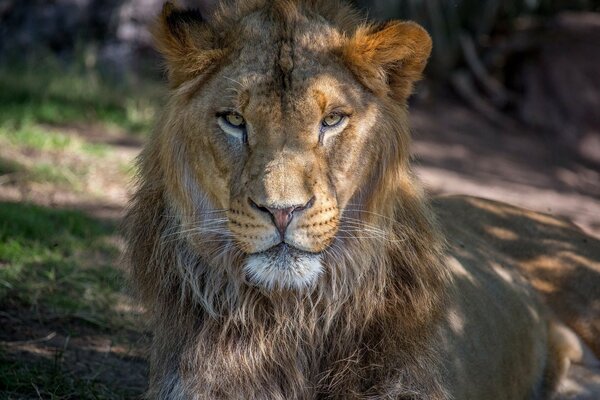 Asian predatory lion with mane