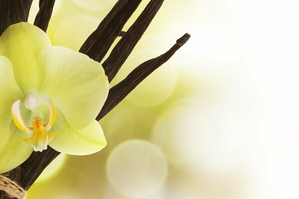 Yellow orchid with vanilla pods