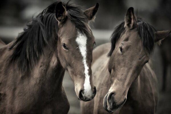 Dos caballos ponen hocicos para una foto