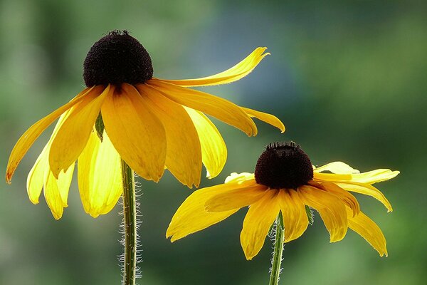 Beautiful rudbekii , photos of flowers under macro