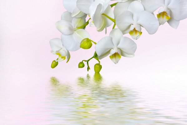 Букет белых орхидей над водой