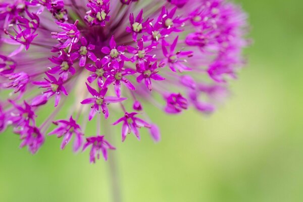 Piccoli fiori viola su sfondo verde