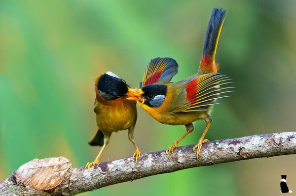 A bird on a branch puts prey in the nestling s beak