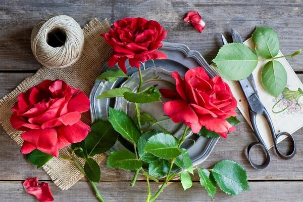 Still life with roses, rope and scissors