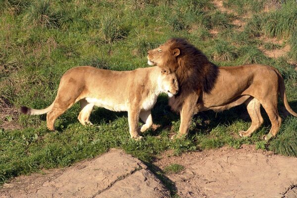Лев и львица вместе в саванне