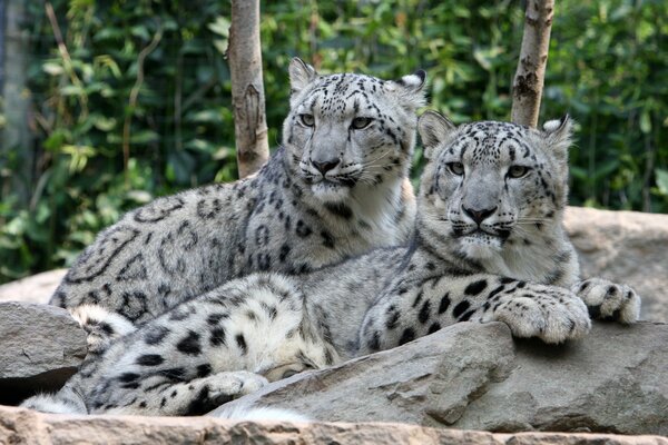 A pair of snow leopards is lying on a rock