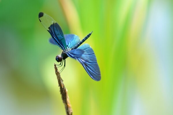 Blue dragonfly on a blade of grass on a blurry background