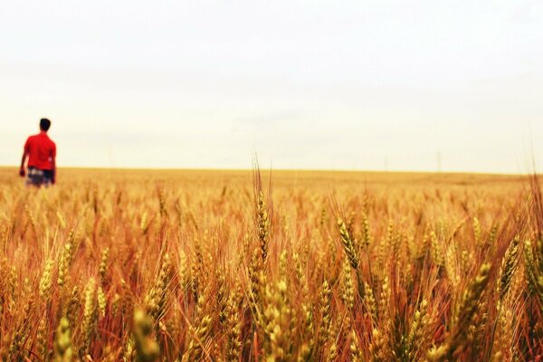 Campo di grano con un uomo in una maglietta rossa