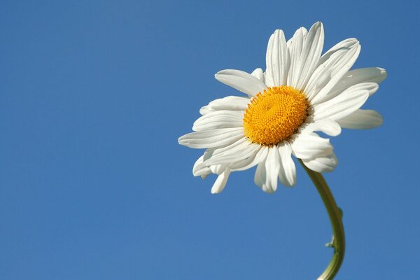 Einzelne Kamillenblume auf blauem Hintergrund