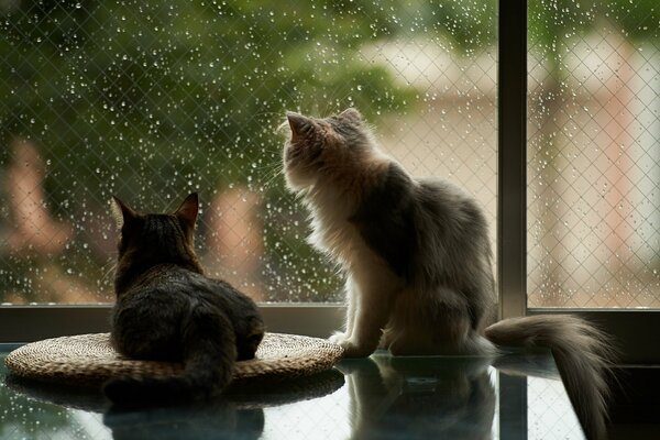 Dos gatos miran por la ventana a la lluvia