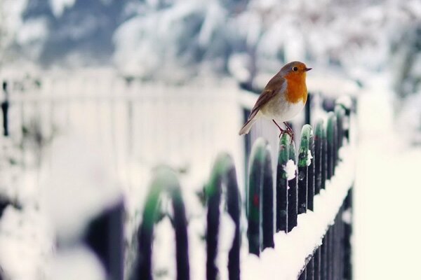 Pájaro en una cerca de barras de metal verde cubierto de nieve