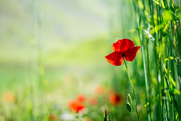 A poppy field among bright greenery