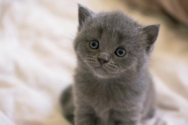 Petit chaton gris avec un joli museau