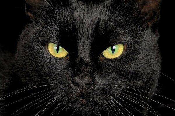 Wygląd czarnego kota na czarnym tle