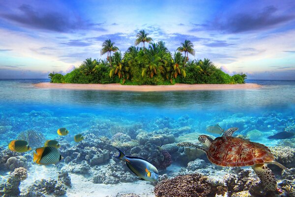 An island with palm trees in the sea with fish