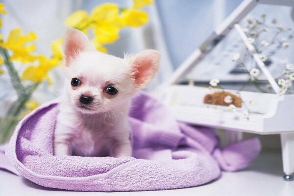 Little chihuahua in a towel next to the piano