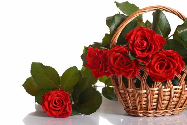 The splendor of scarlet roses in a basket
