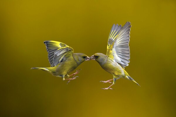 Transfert de nourriture par les oiseaux les uns aux autres en vol sur fond doré