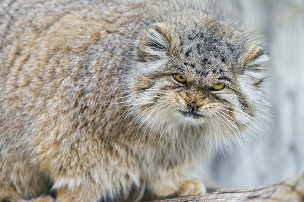 L aspetto malvagio di Manul molto peloso