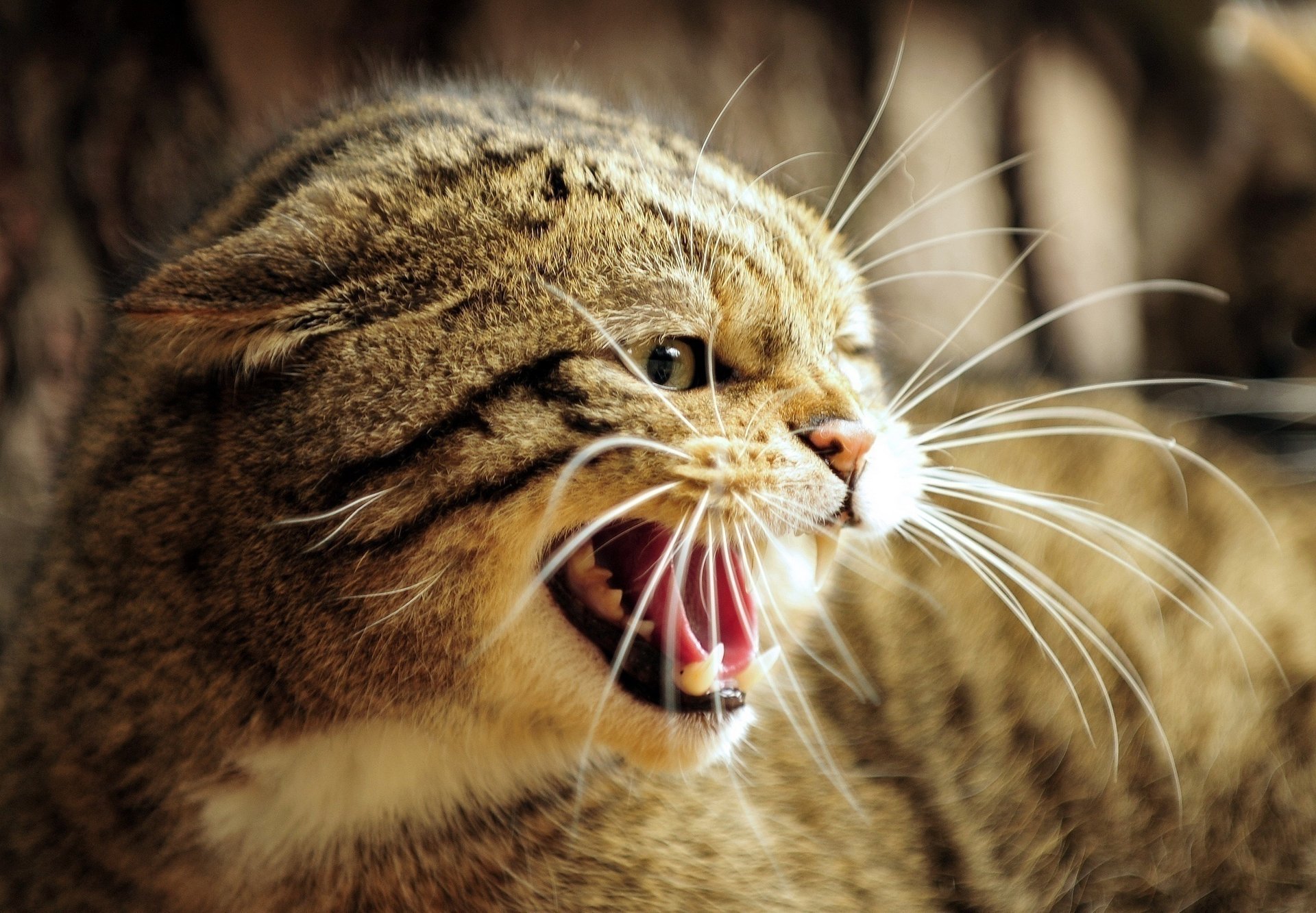 chat forestier européen sourire chat sauvage museau