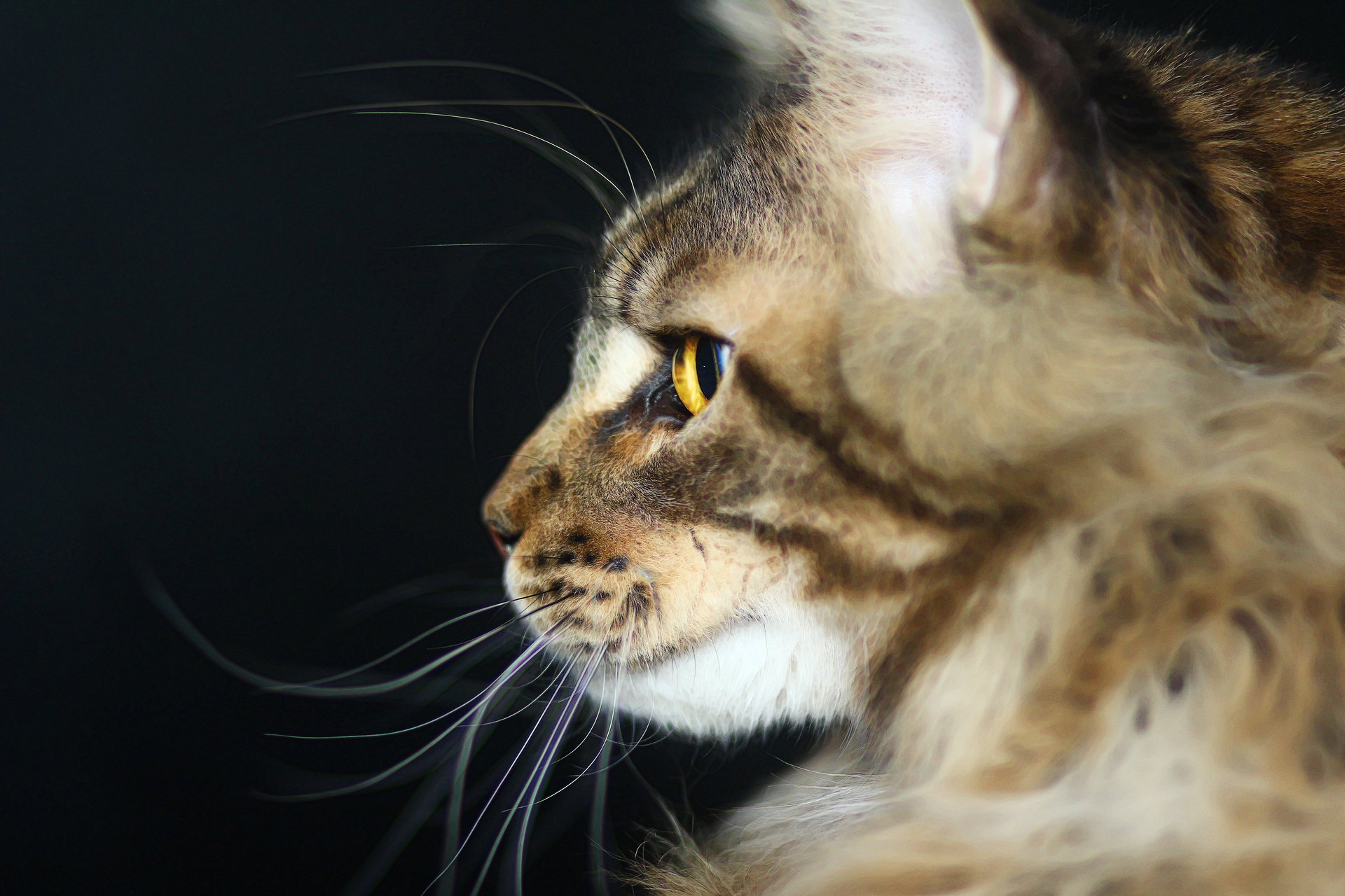 gatto predatore maine coon gatto