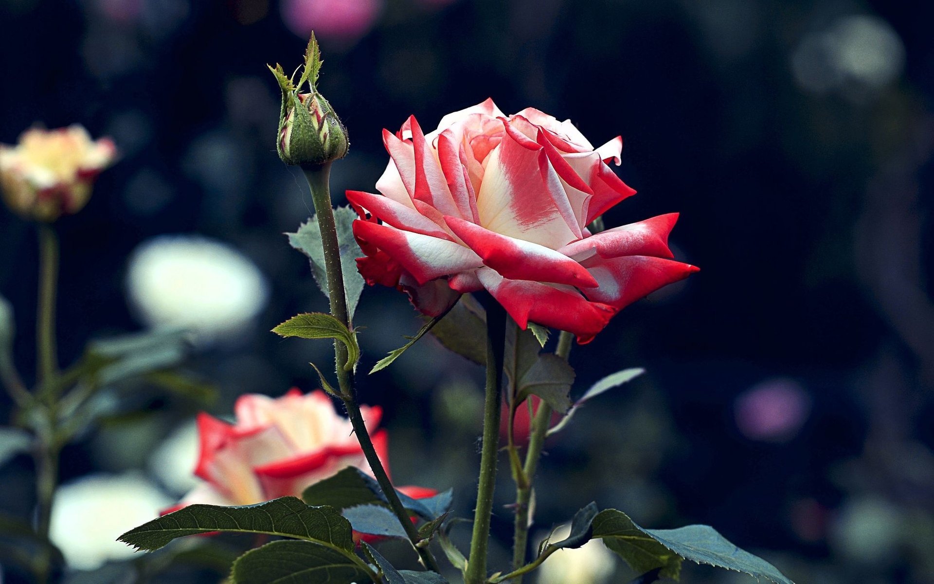 fleurs flore roses rouges