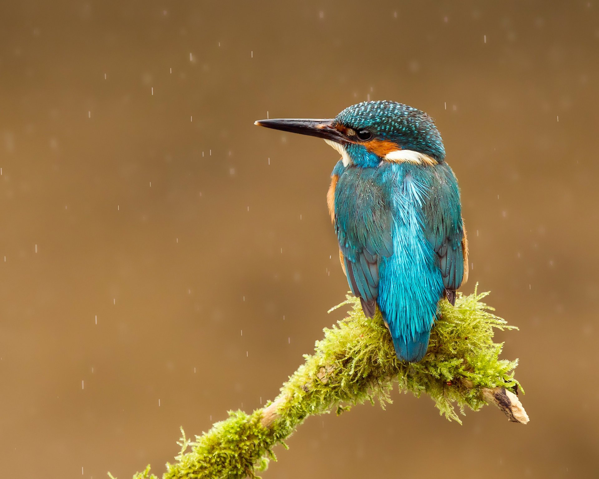 bird alcedo atthis kingfisher drops common kingfisher