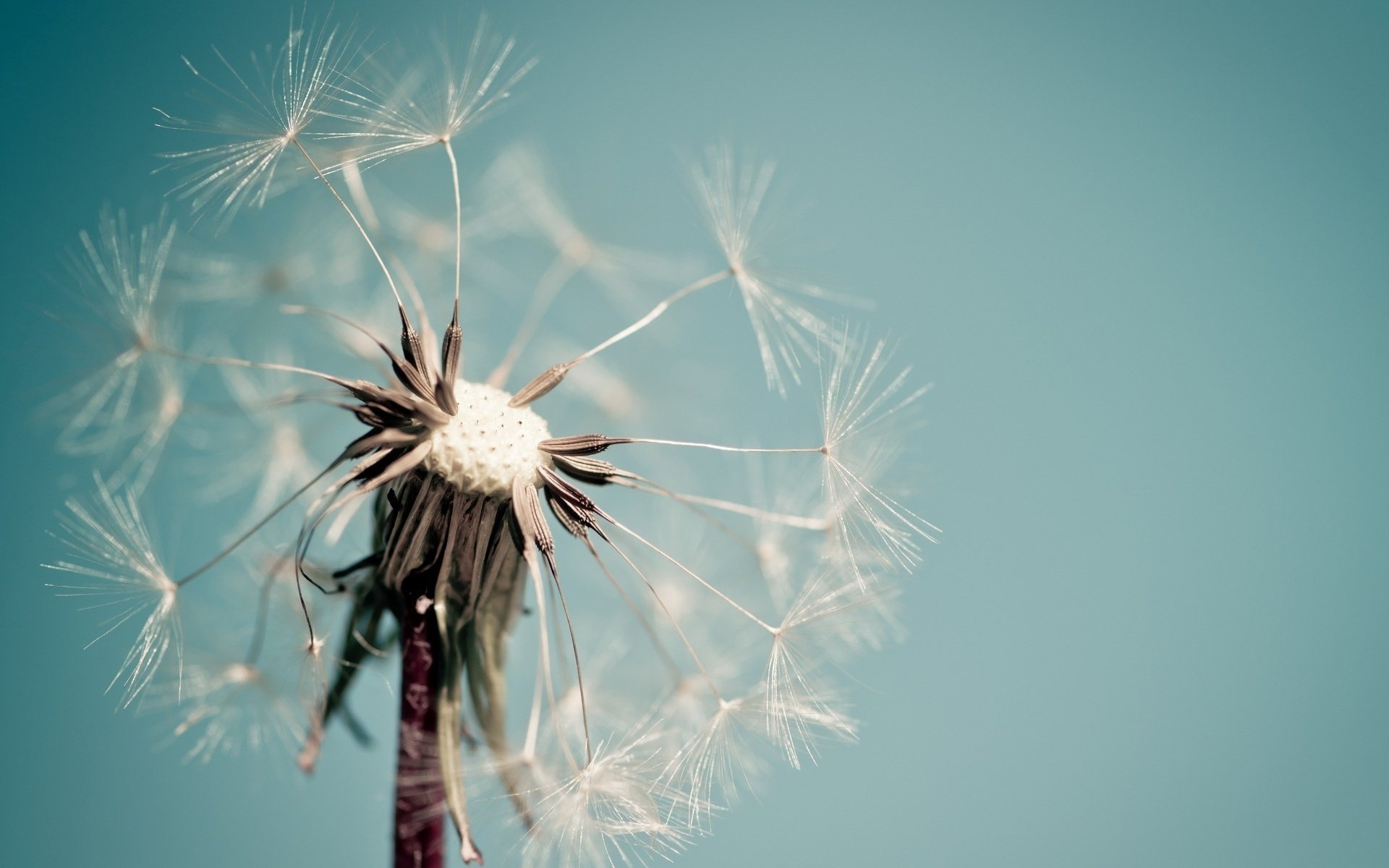 makro dandelion blume löwenzahn blau blume macro