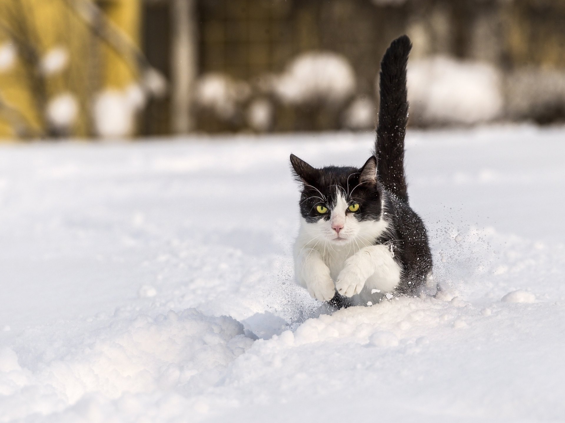 winter snow run