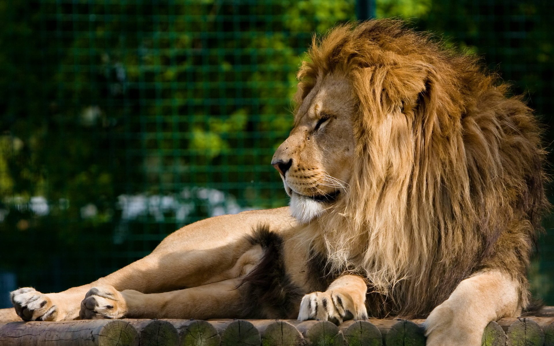 león hocico melena descanso depredador