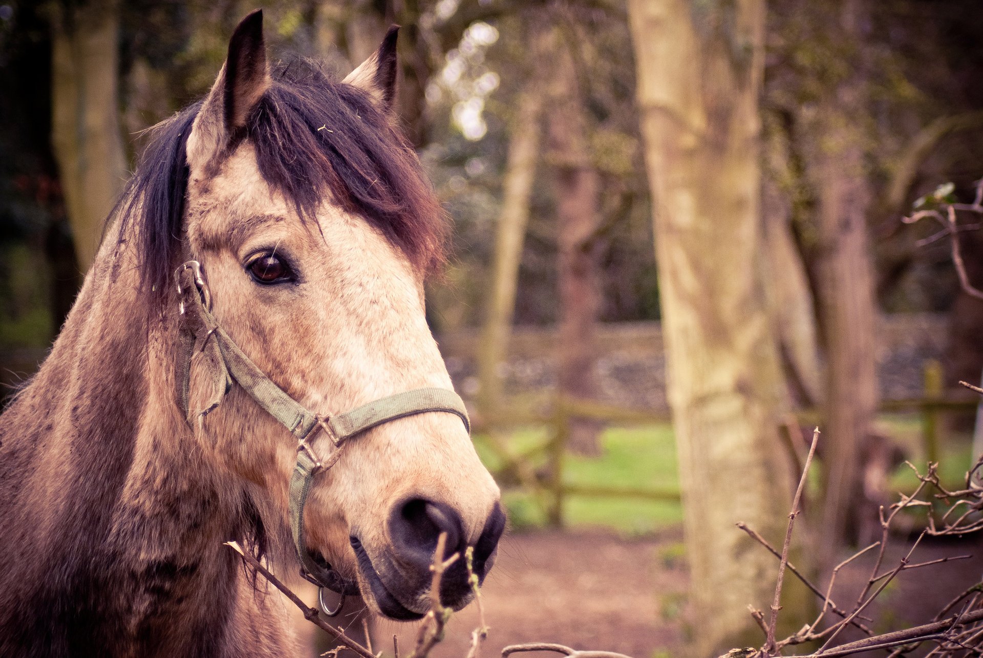 tiere pferd hintergrund pferd pferd unschärfe schnauze