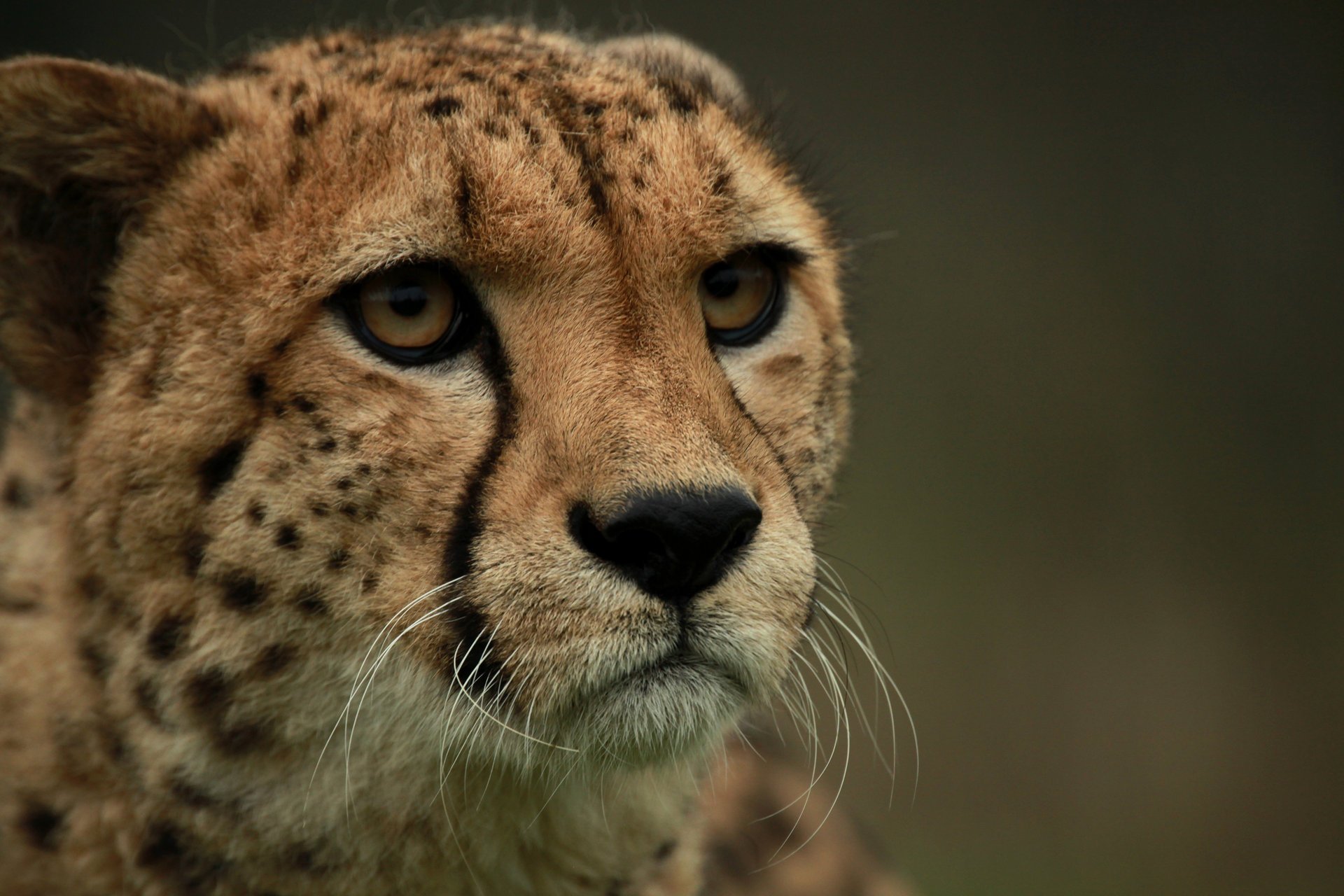 cheetah face cat look