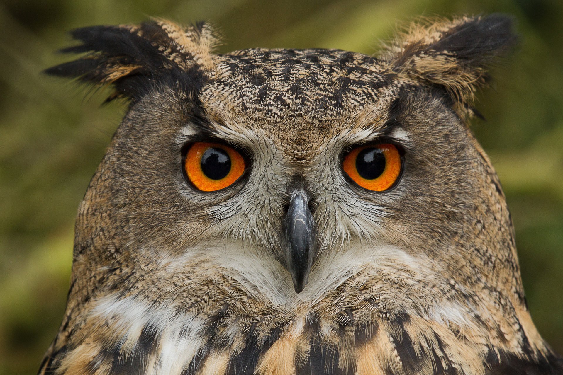 hibou aigle hibou oiseau portrait vue