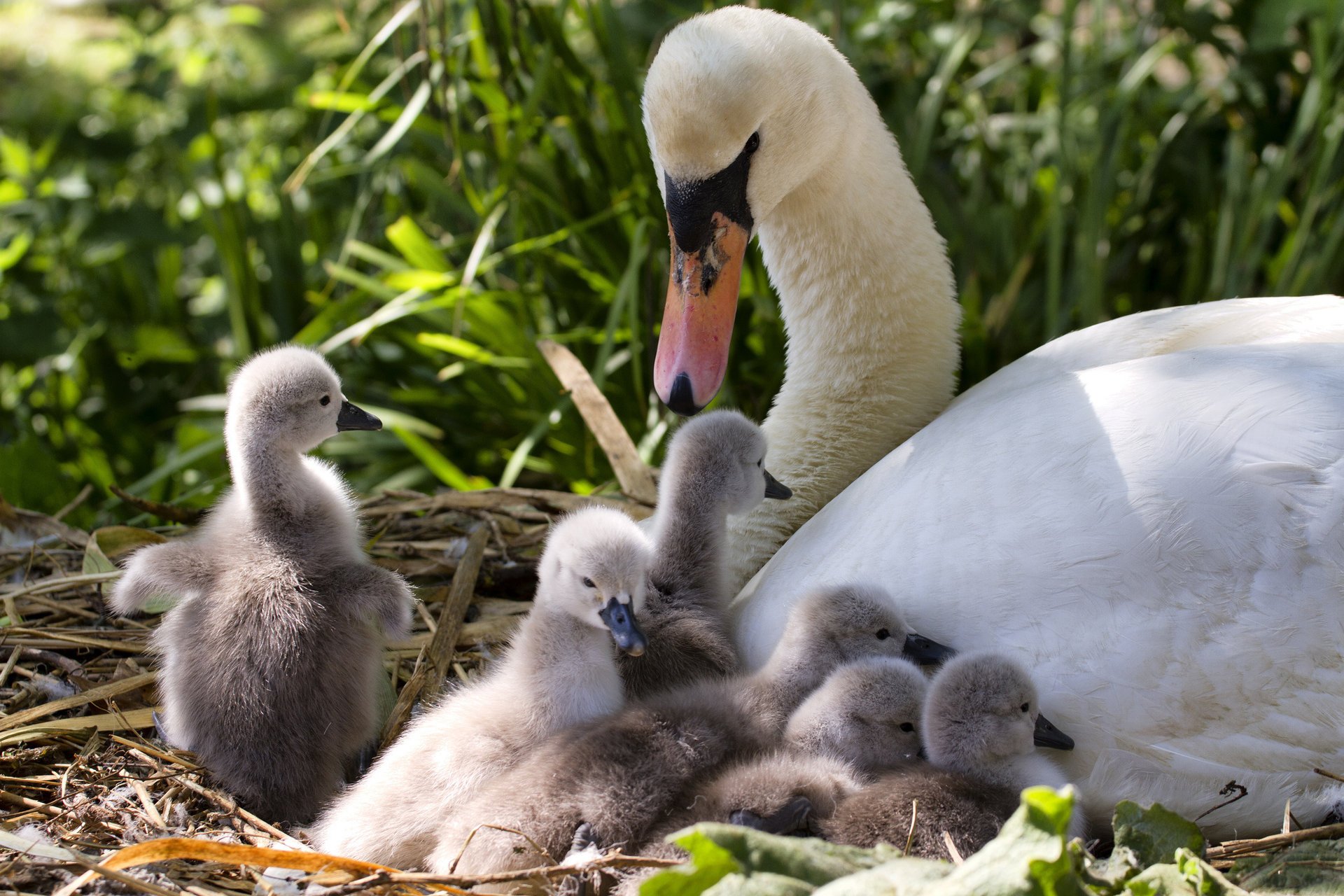 couvée cygnes maternité poussins