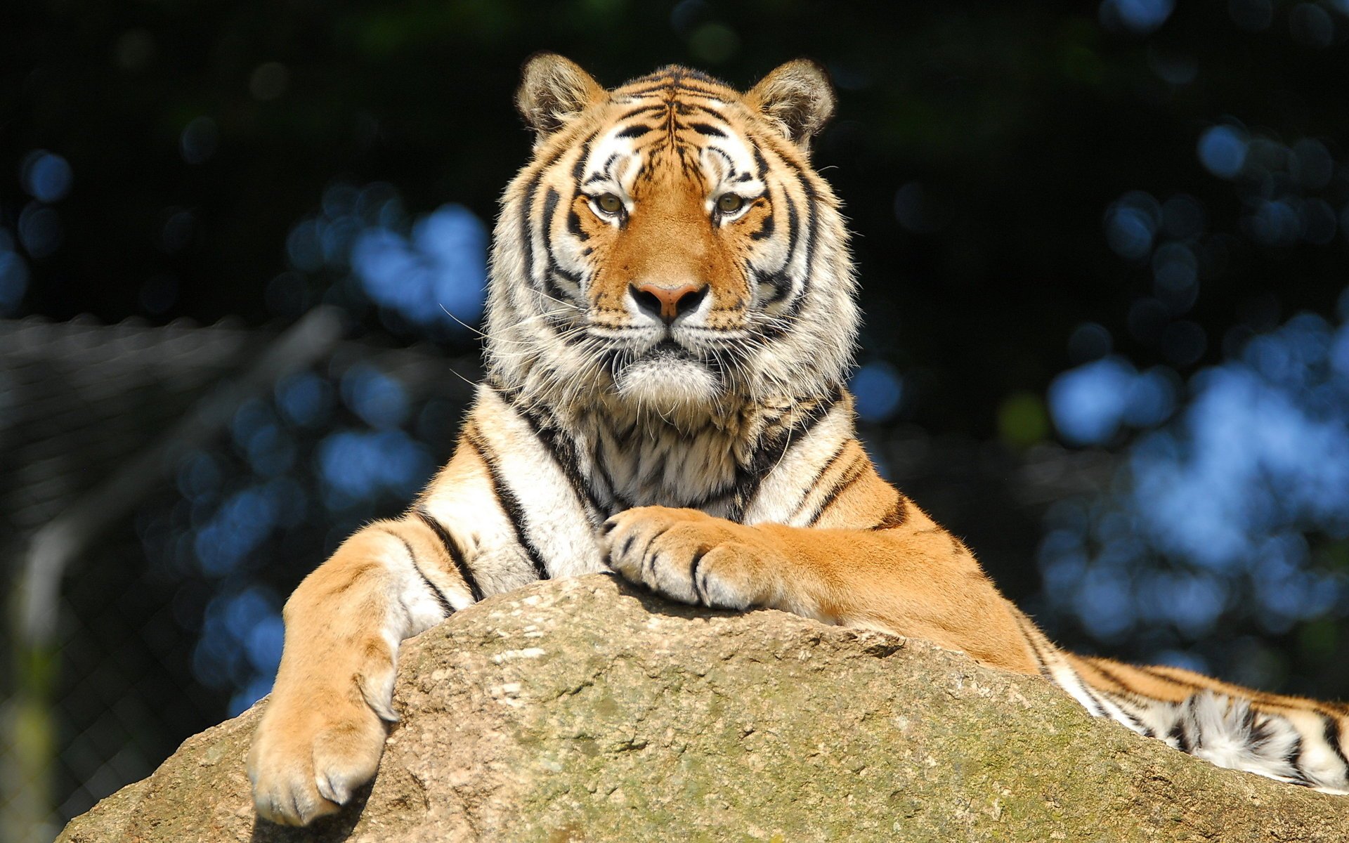 tigre descanso amur piedra vista