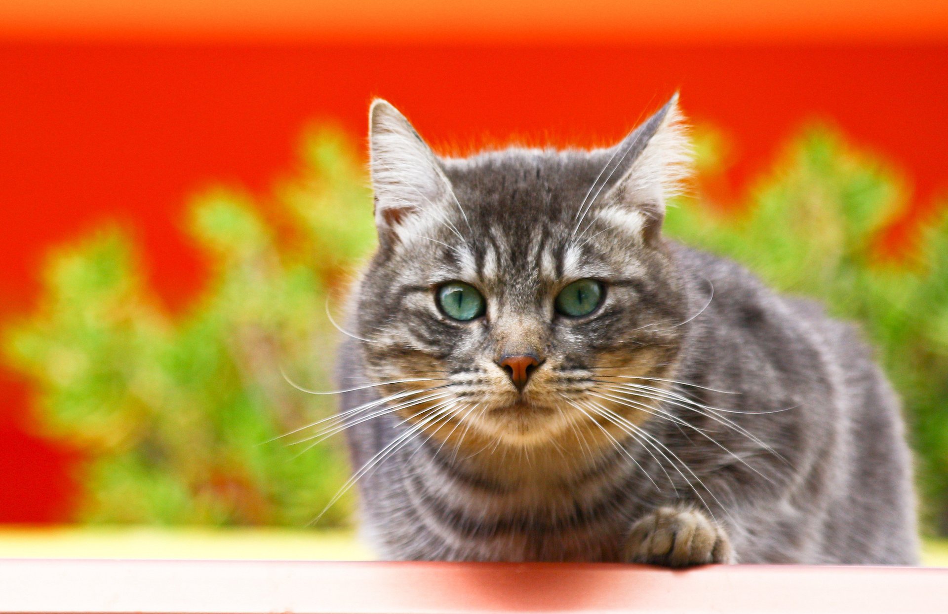 gato bigote gris fondo