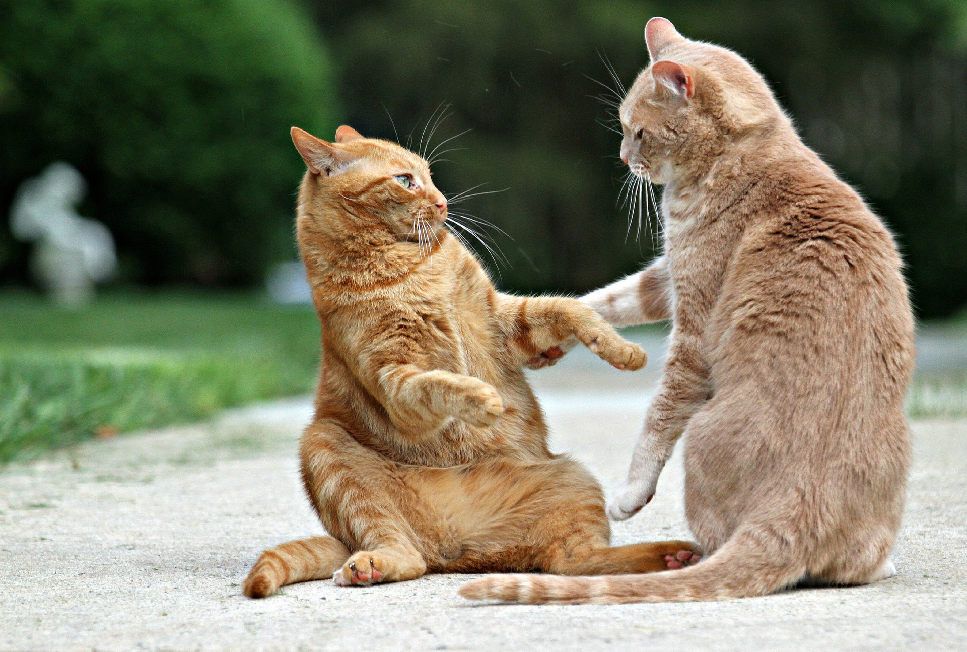 chats désassemblage rousses