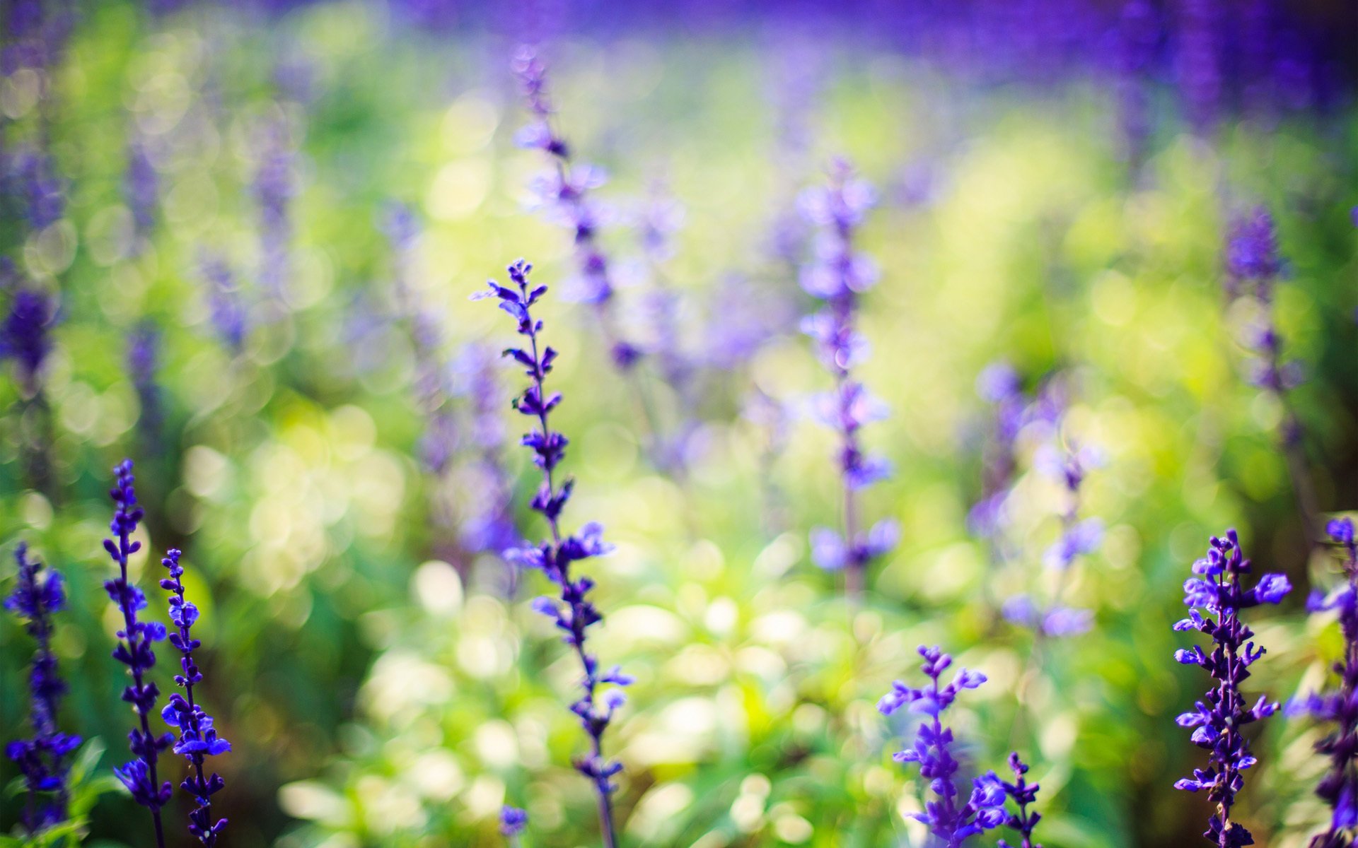 flores naturaleza lavanda lila