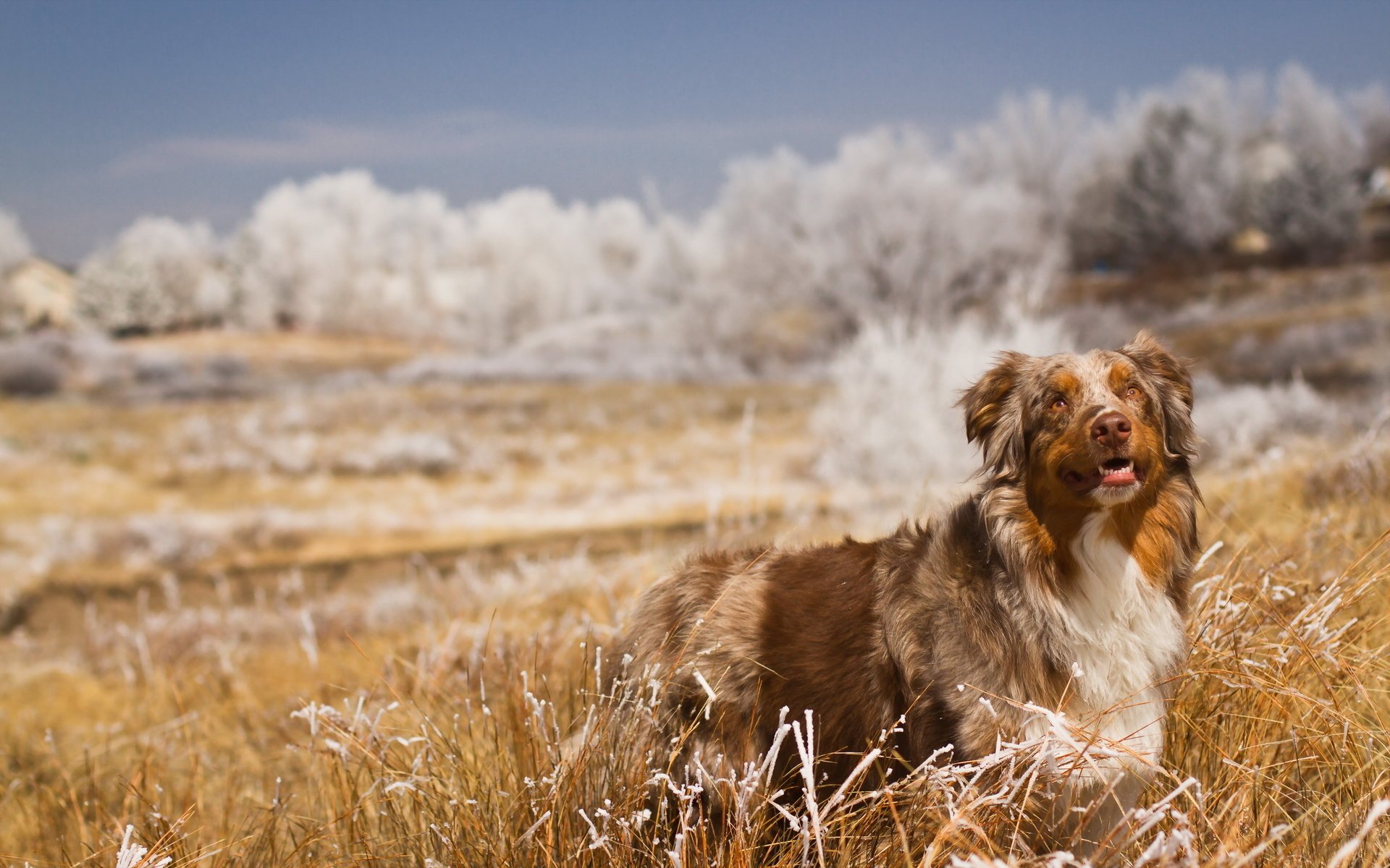 hund feld natur freund blick