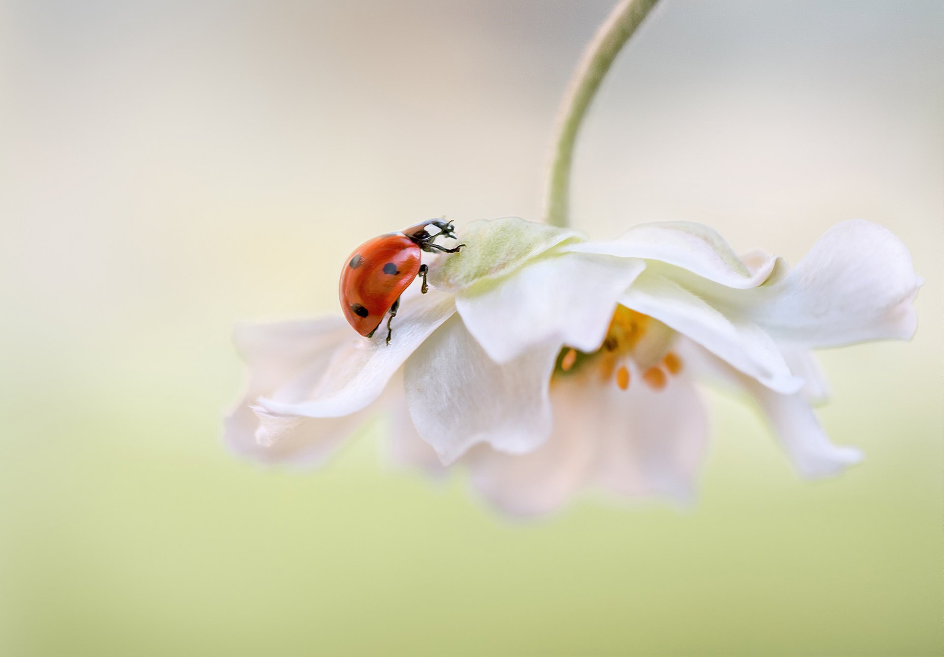 flower white petals background ladybug