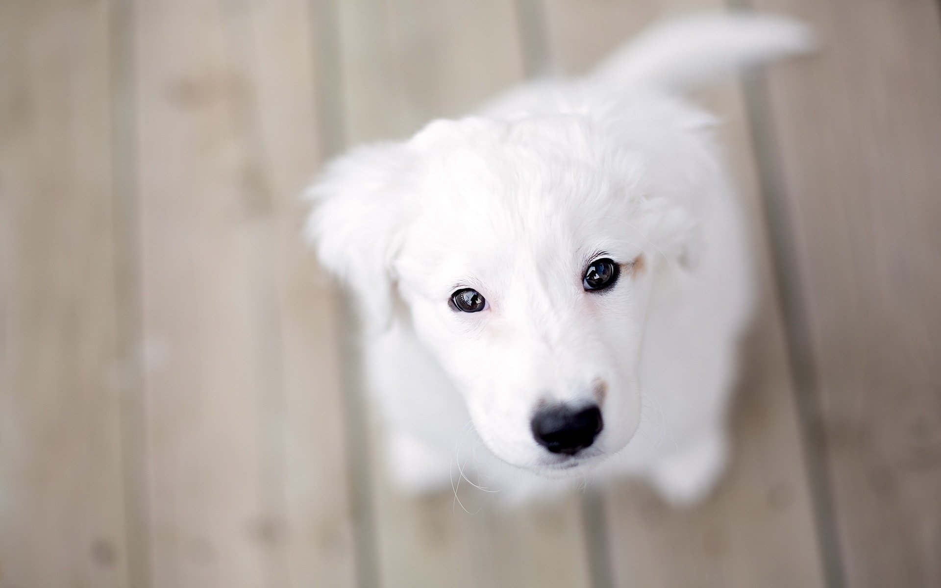 perro cachorro fondo