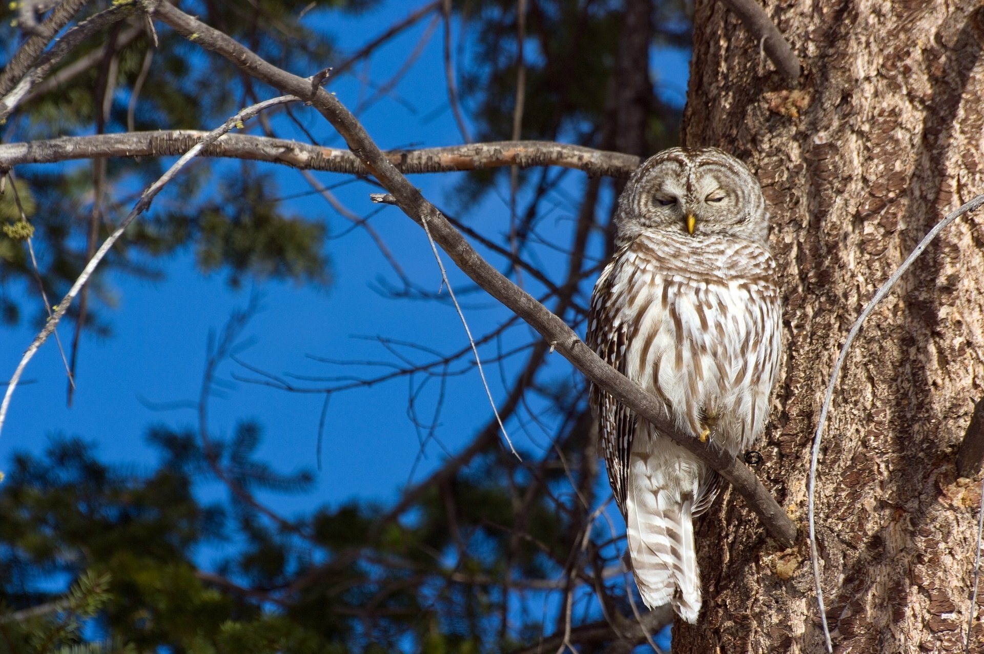 owl a barred owl branches tree bird