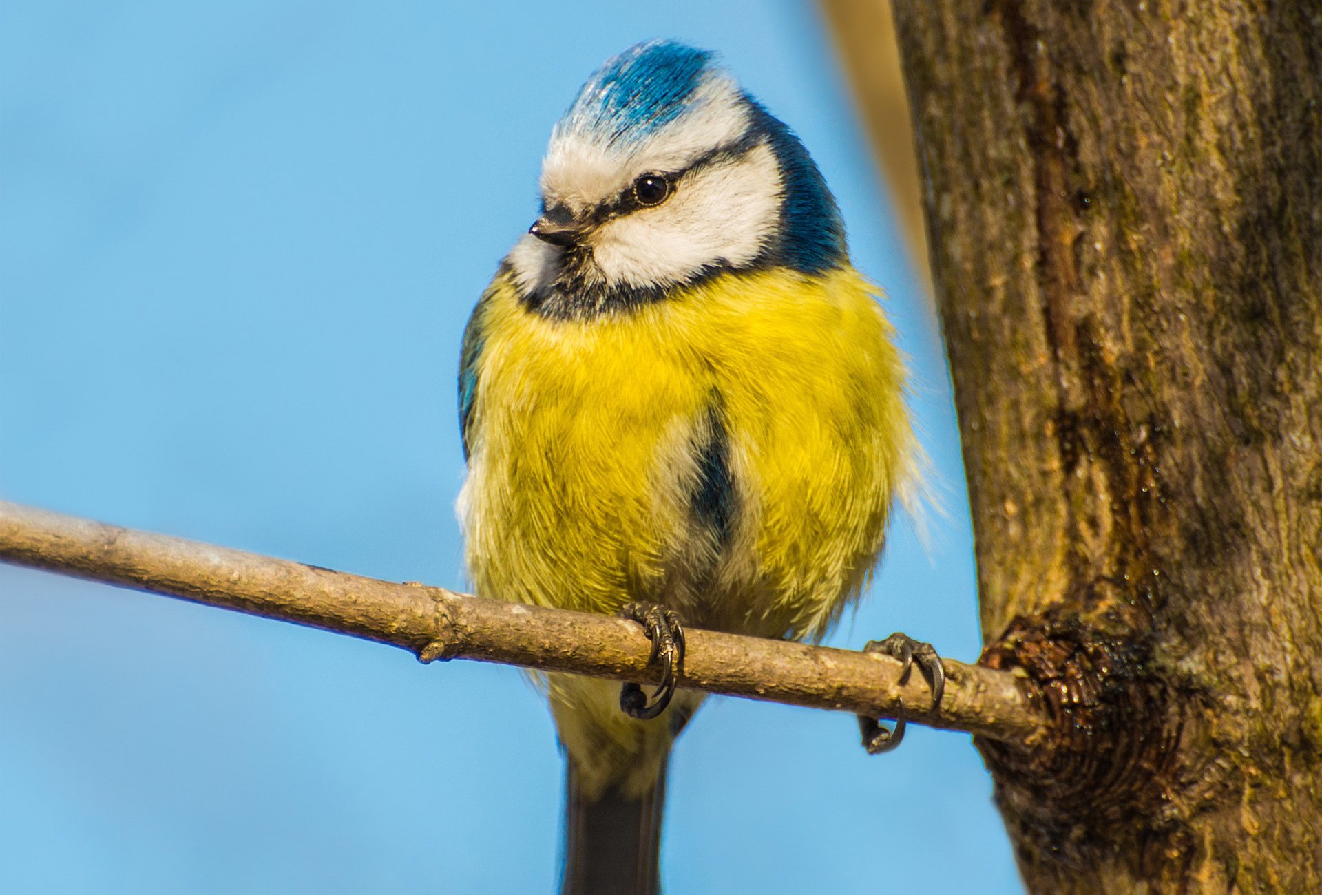 pájaro cielo árbol tronco tit amarillo rama