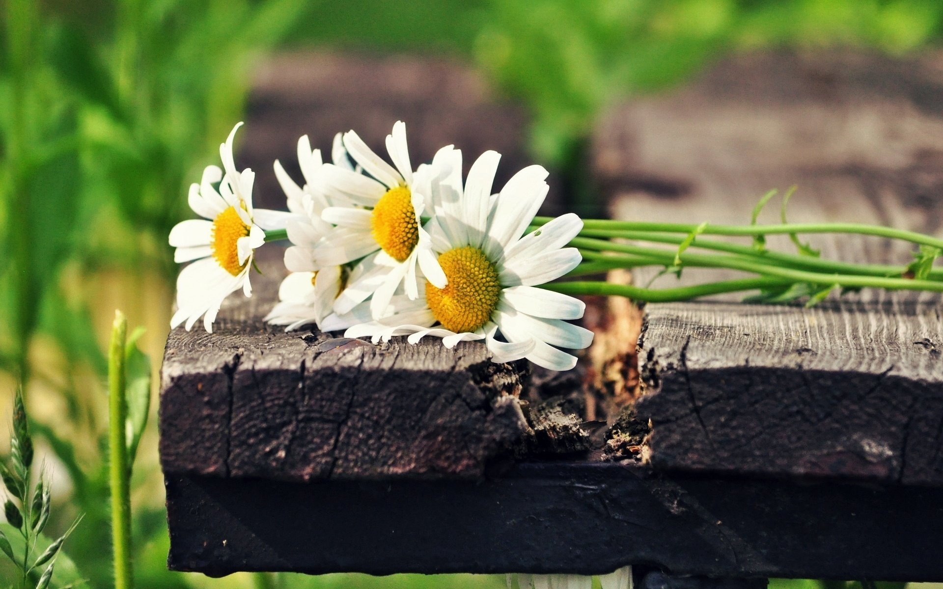 kwiaty słońce zielony stokrotki kwiaty biały flower