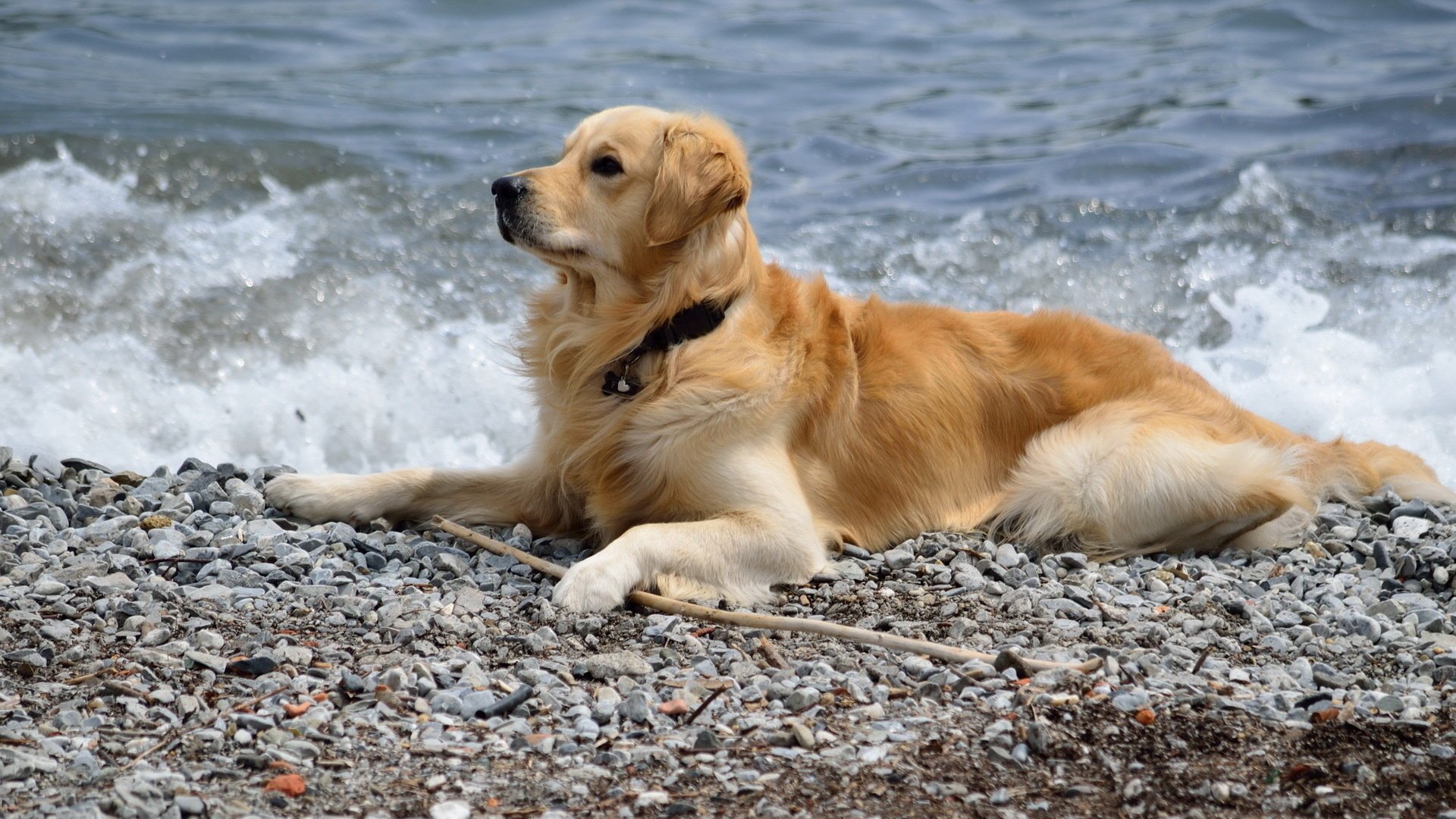 cane amico mare